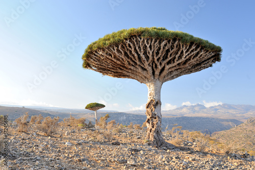 Yemen. Socotra island. Dragon tree photo