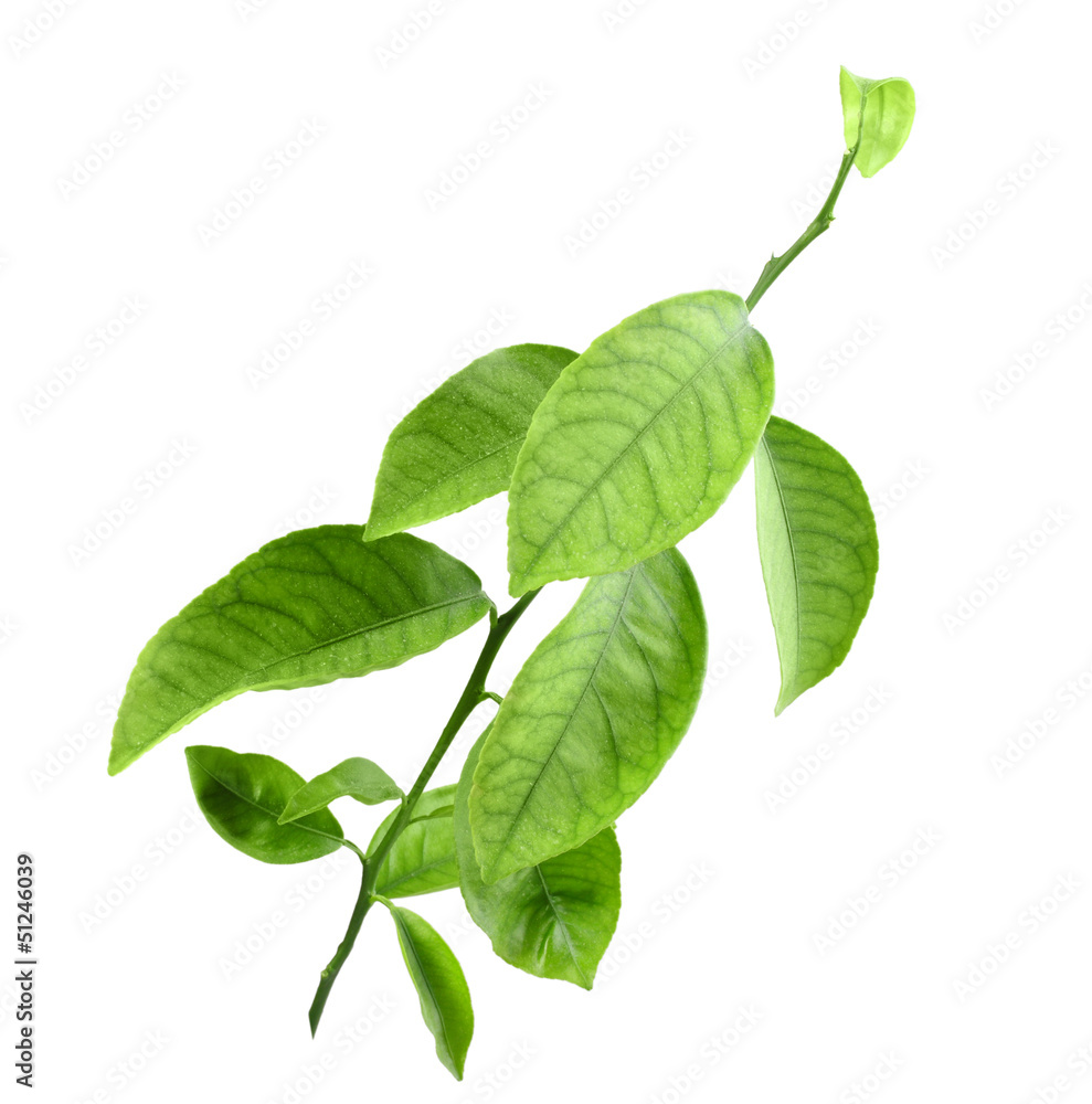 Sprout of citrus tree Sprout of citrus tree