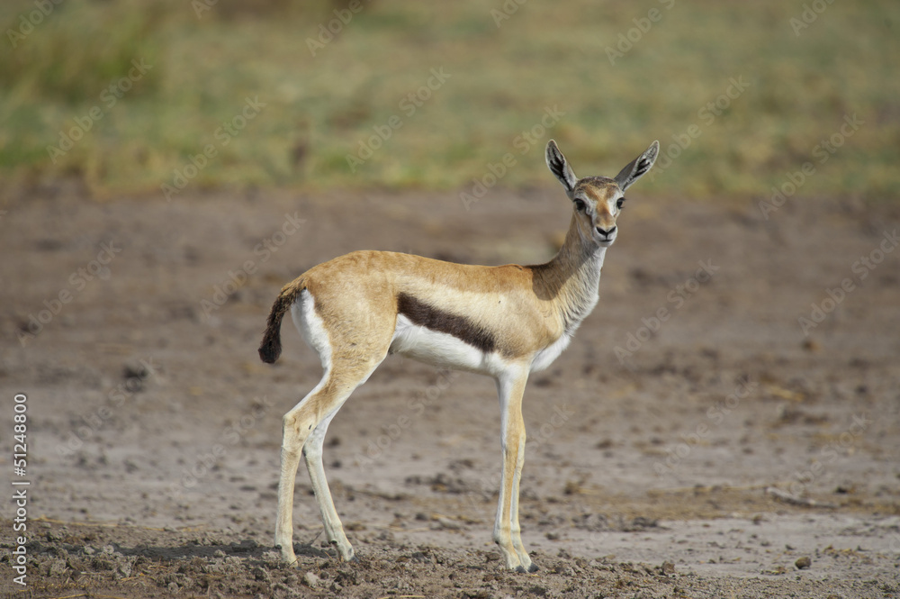 Young Gazelle in the Savannah Young Gazelle in the Savannah