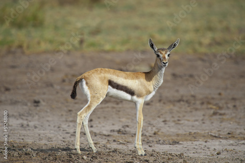 Young Gazelle in the Savannah