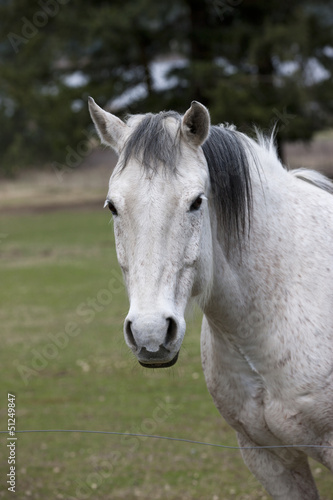 Portrait of a white horse.