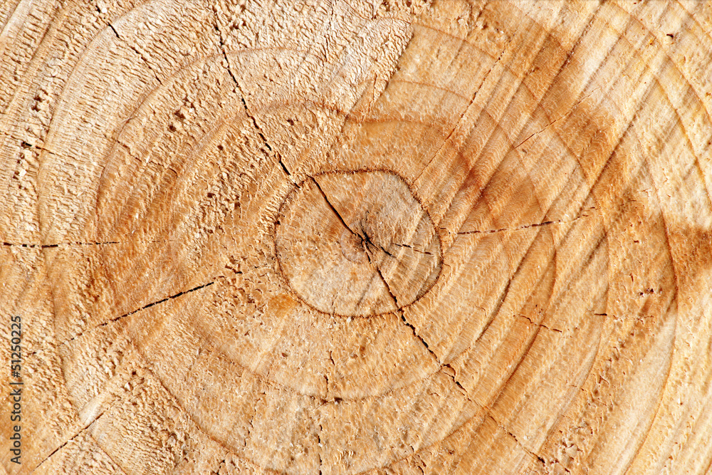 Naklejka premium Cross section of tree