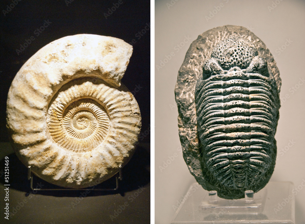 two ancient fossils, ammonites and trilobites. Stock Photo | Adobe Stock