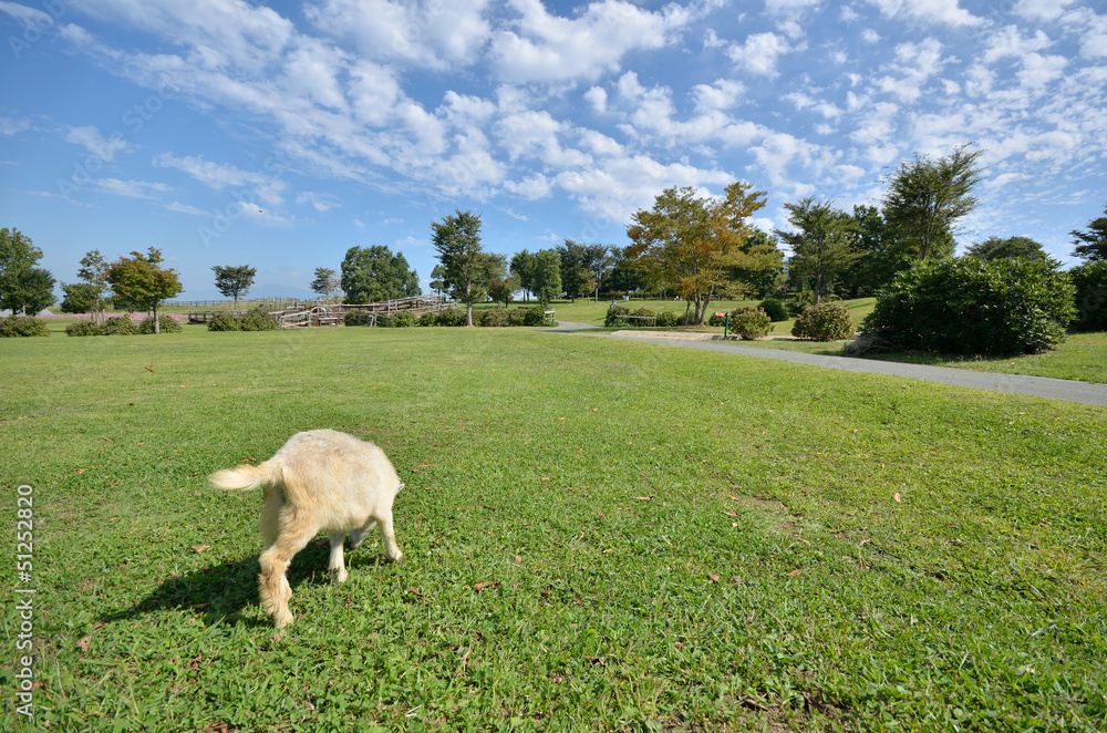 Obraz premium 山羊のポートレート