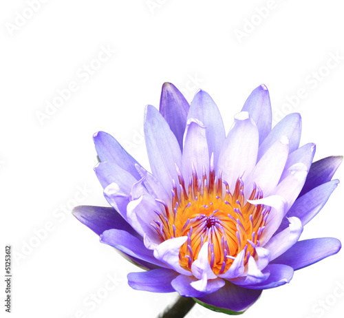 Beautiful lotus Single lotus flower isolated on white background