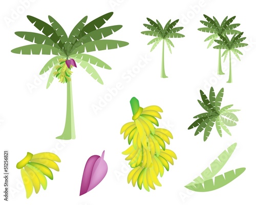 Set of Banana Tree with Bananas and Blossom