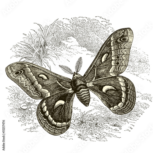 Papillon Saturnie