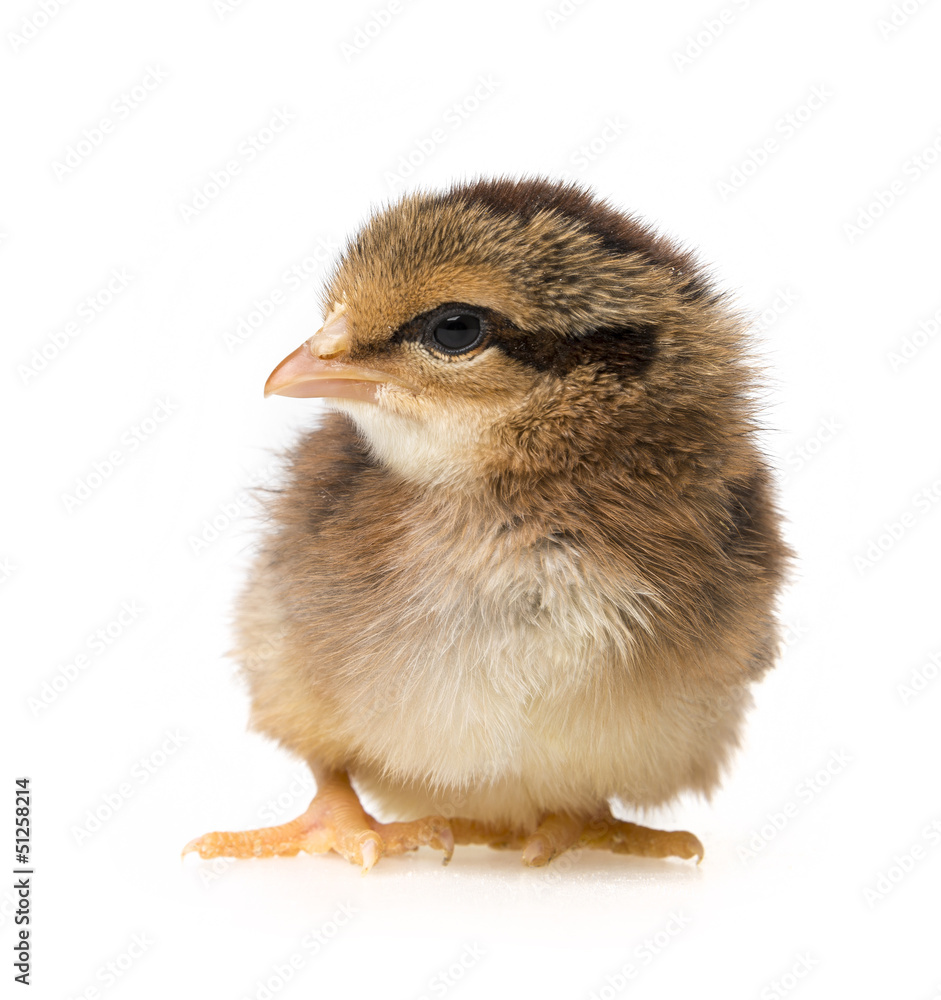 Fototapeta premium a little chicken