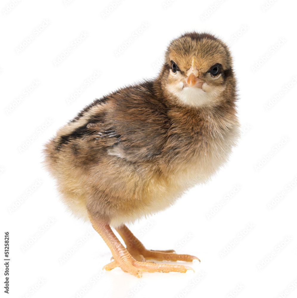 Obraz premium one little chicken isolated