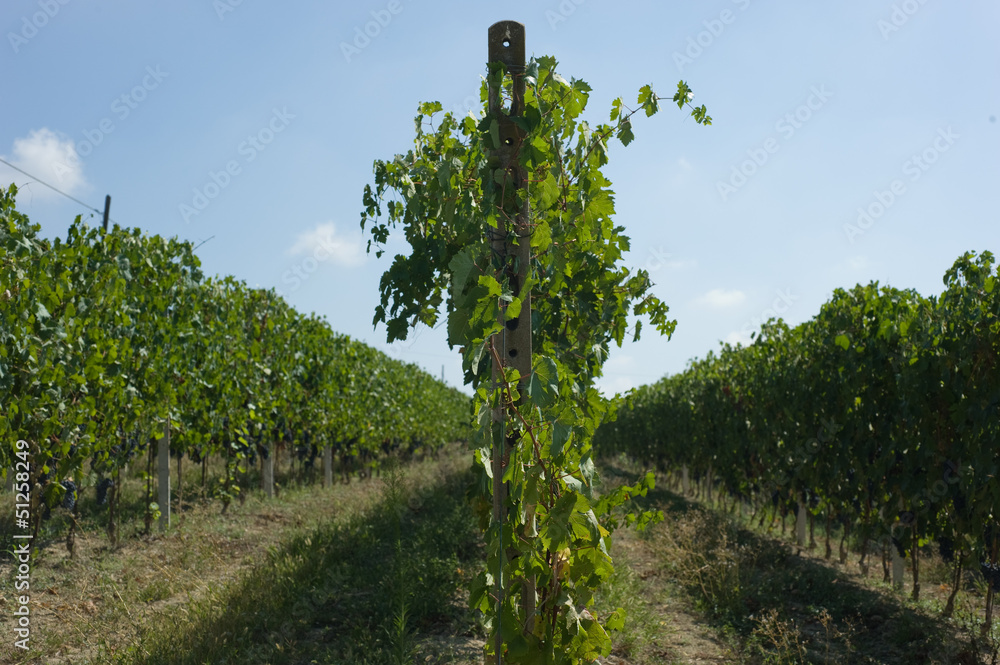 Naklejka premium la vite