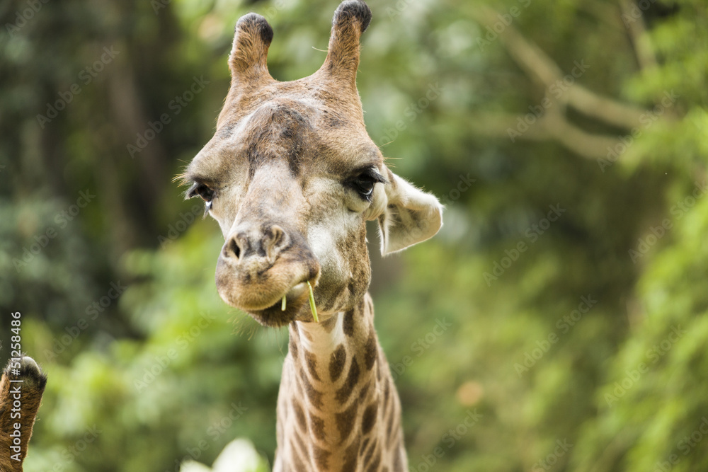 Obraz premium Giraffe