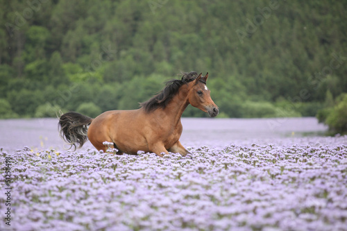 Fototapeta Naklejka Na Ścianę i Meble -  Nice arabian horse running in fiddleneck field