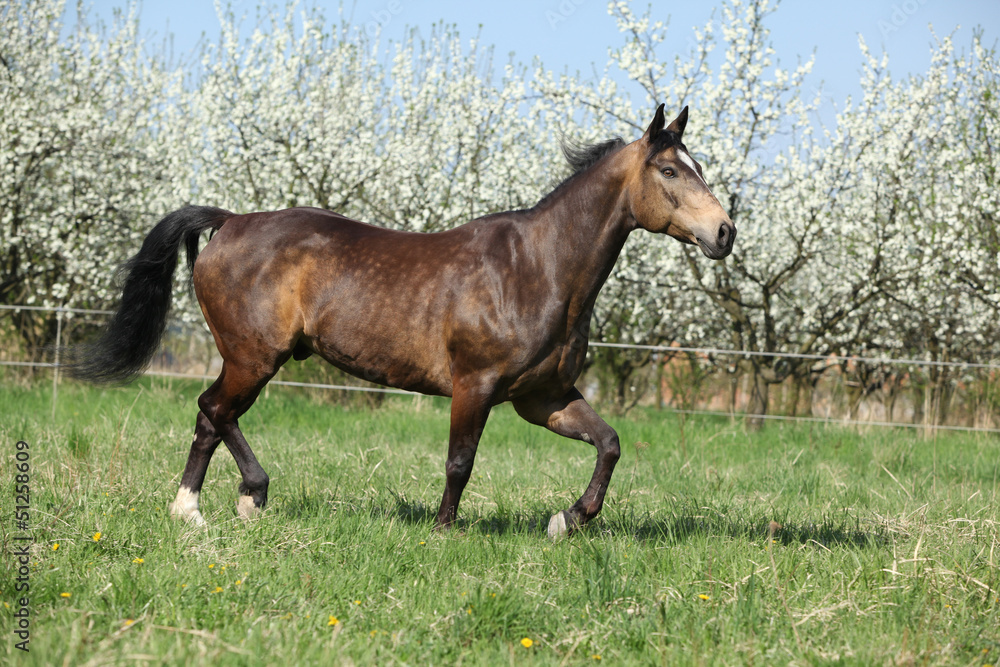 Quarter horse in front of flowering plum trees