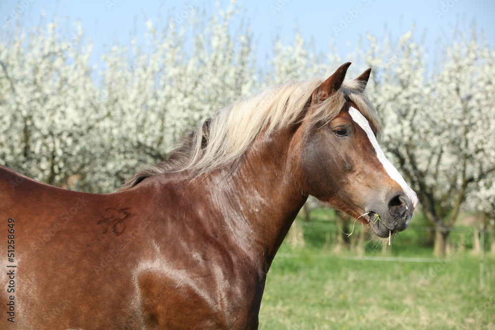 Portrait of beautiful draft horse in front of flowering trees Portrait of beautiful draft horse in front of flowering trees