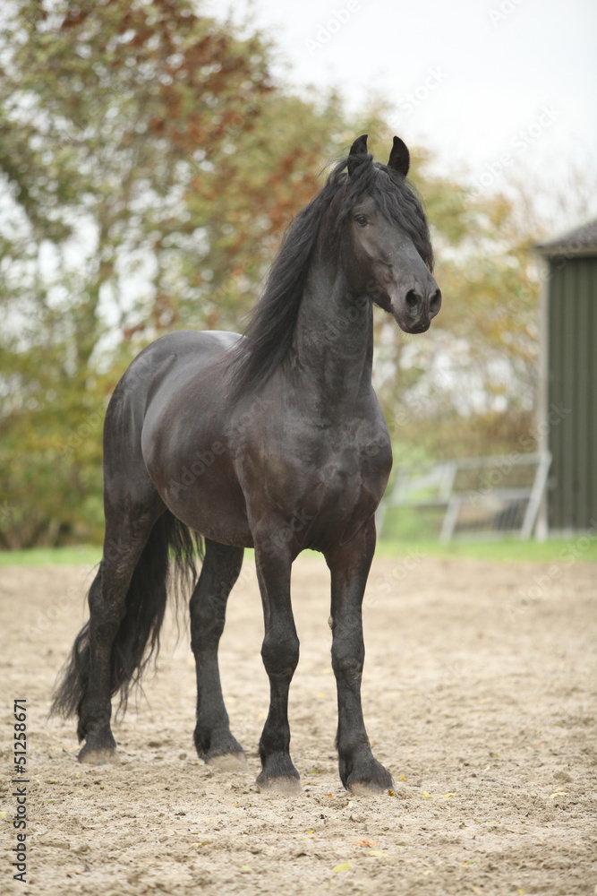 Fototapeta premium Nice friesian stallion looking at you