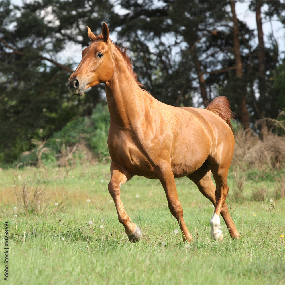 Chestnut warmblood running on green pasturage