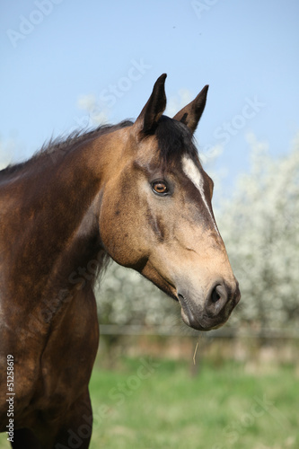 Portrait of gorgeous quarter horse with snake eye