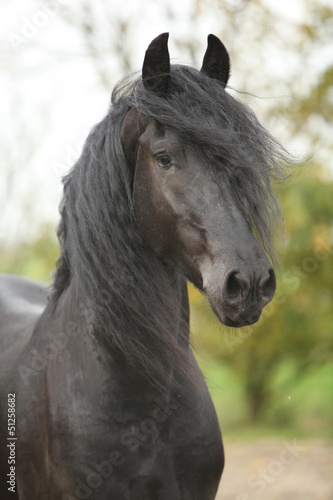 Fototapeta Naklejka Na Ścianę i Meble -  Portrait of nice friesian stallion looking at you