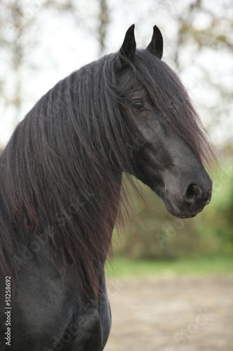 Portrait of nice friesian stallion with long hair