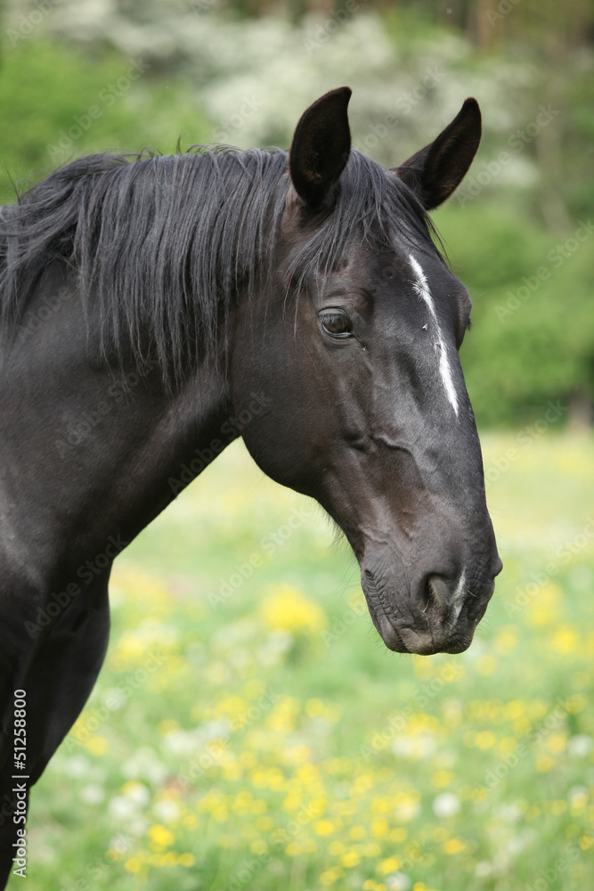 Fototapeta premium Nice black kladruber in spring