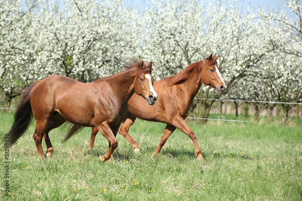 Fototapeta premium Two quarter horses running in front of flowering trees