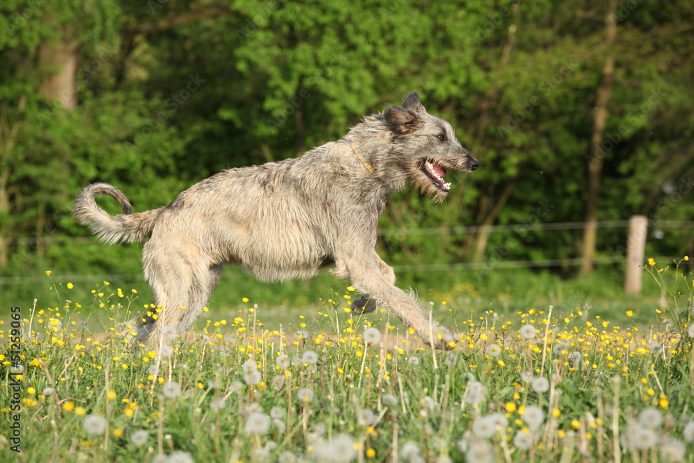 Fototapeta premium Irish wolfhound running in flowers