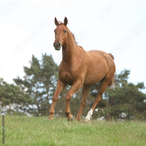Nice chestnut horse running in freedom