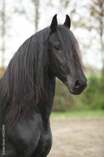 Fototapeta Naklejka Na Ścianę i Meble -  Portrait of nice black friesian stallion