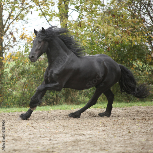 Black friesian stallion running on sand in autumn