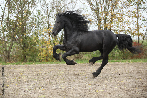 Black friesian stallion running on sand in autumn