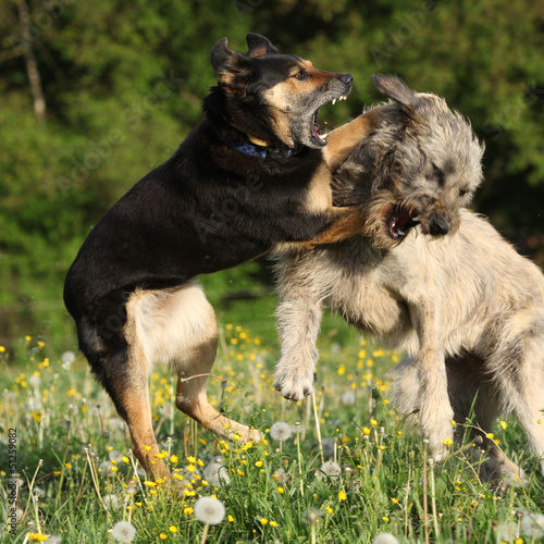 Foto Two dogs fighting with each other