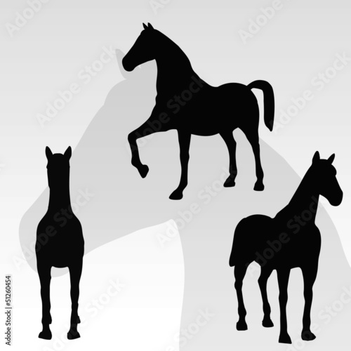 horse portrait standing against white background