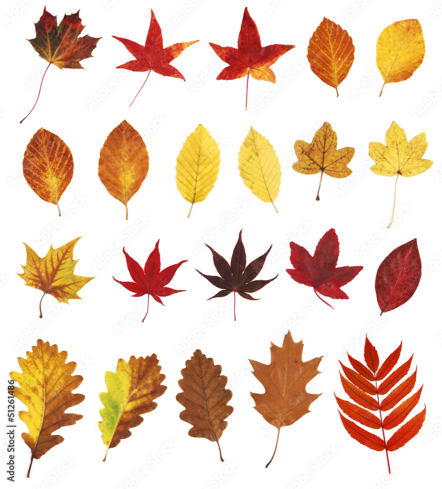 autumn leaves autumn leaves