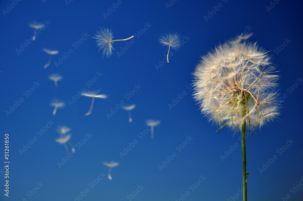 Obraz premium Blowball on blue sky