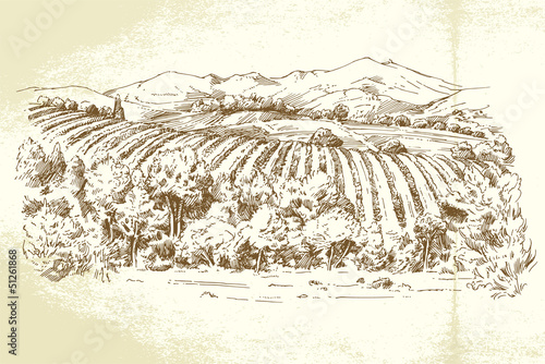 Vineyard France - hand drawn illustration