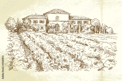 Vineyard France - hand drawn illustration