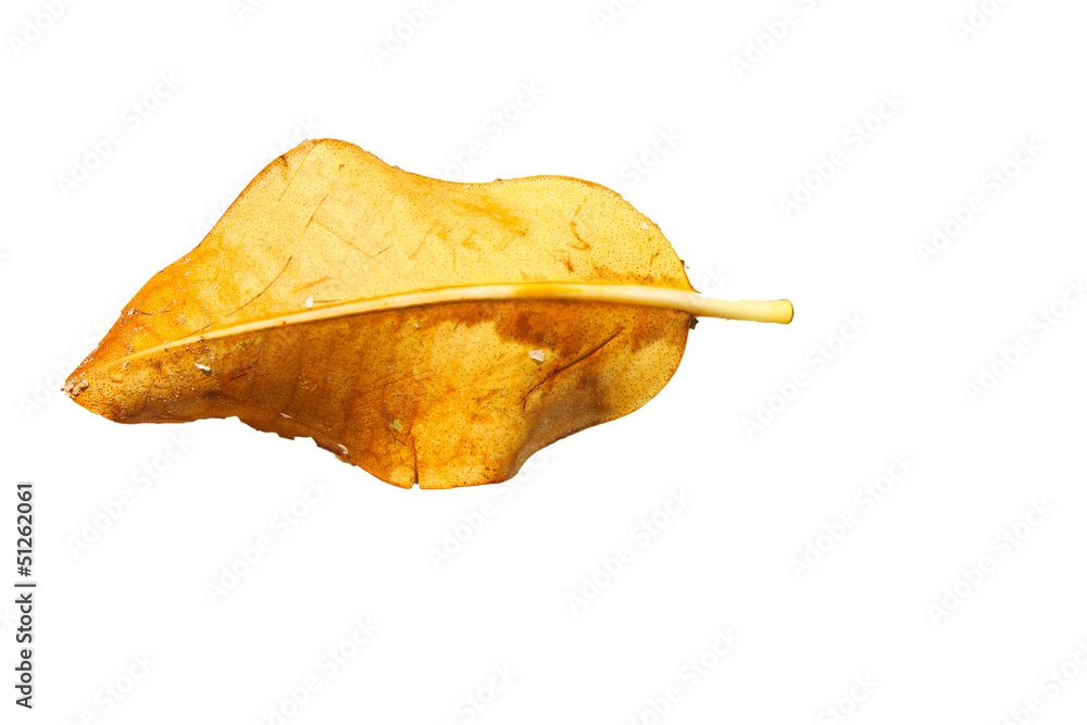 Naklejka premium Leaves