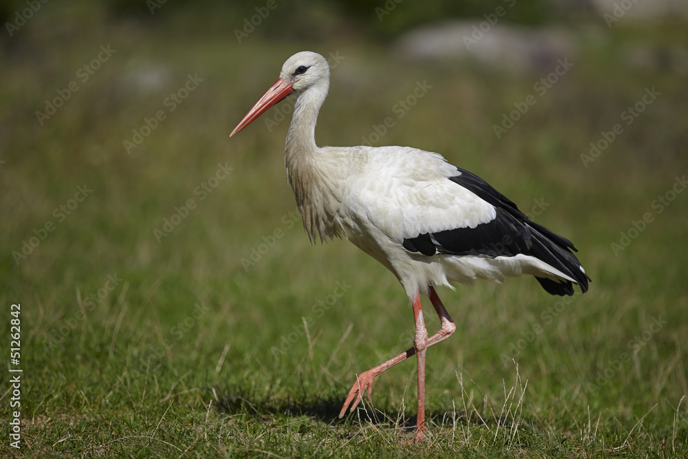 Stork Stork