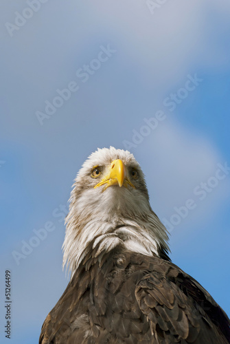 Bald Eagle © photosvac