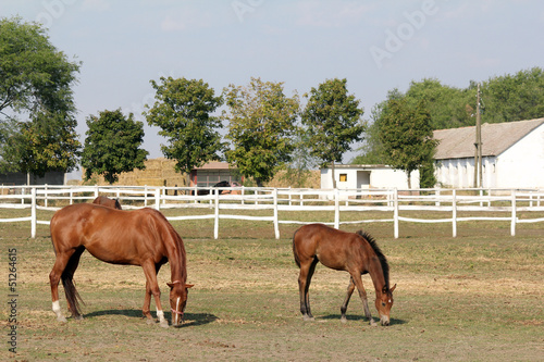 horse and foal in corral farm scene