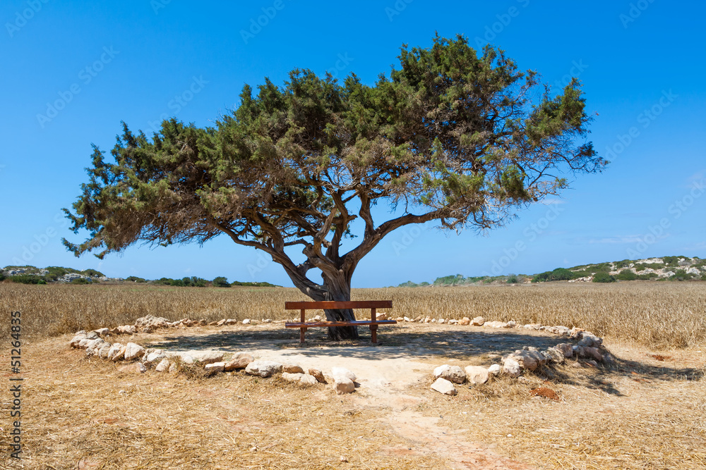 wooden bench and alone tree against the sky wooden bench and alone tree against the sky