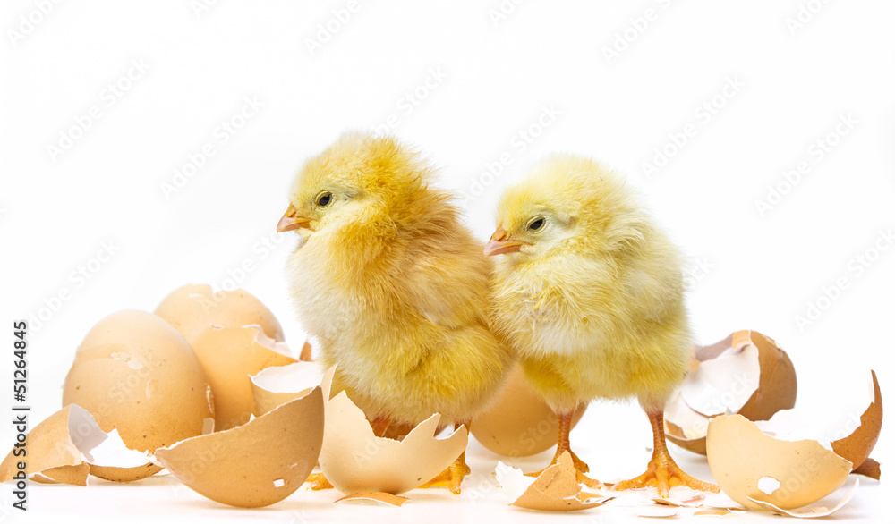 Fototapeta premium two newborn chickens on white background
