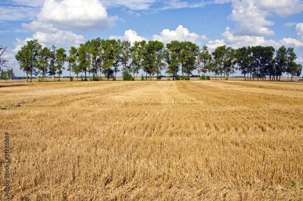 crop field with straw after harvesting
