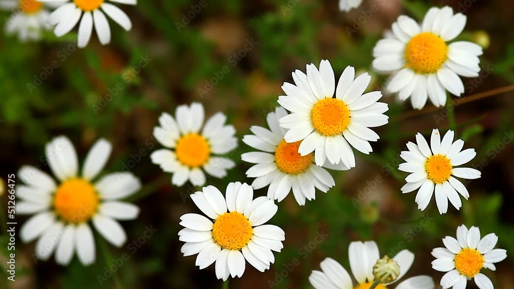 Beautiful wild flowers Beautiful wild flowers