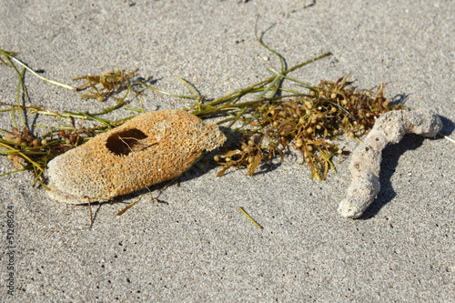 Natural Sponges on a Beach