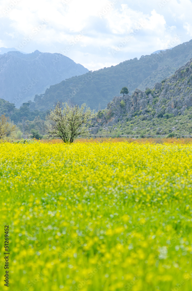 Spring beautiful flowering tree on yellow meadow background Spring beautiful flowering tree on yellow meadow background
