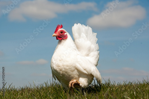 Konstfotografi Serama Hen