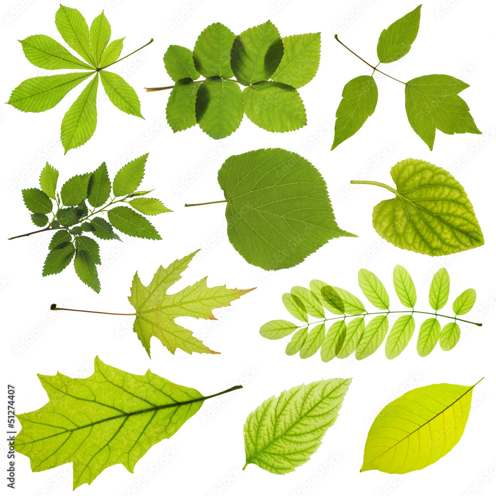 Fototapeta premium tree leaves isolated on white background