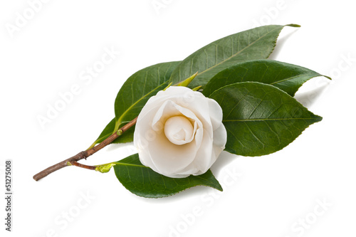White camellia Fototapeta