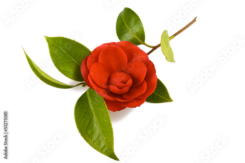 Fototapet camellia flower